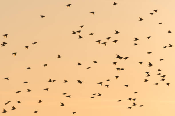 istock Flying Starlings by a colorful sky 1032476516