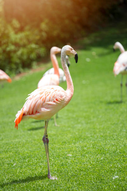 istock pink flamingos 1032479394