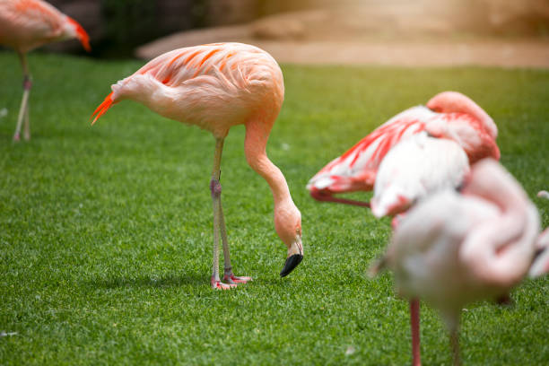 istock pink flamingos 1032479474