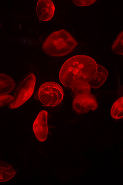istock bright jellyfish floating in the dark sea 1032479534