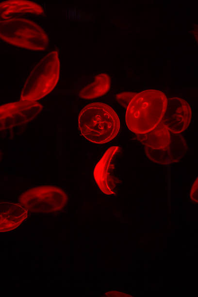 istock bright jellyfish floating in the dark sea 1032479554