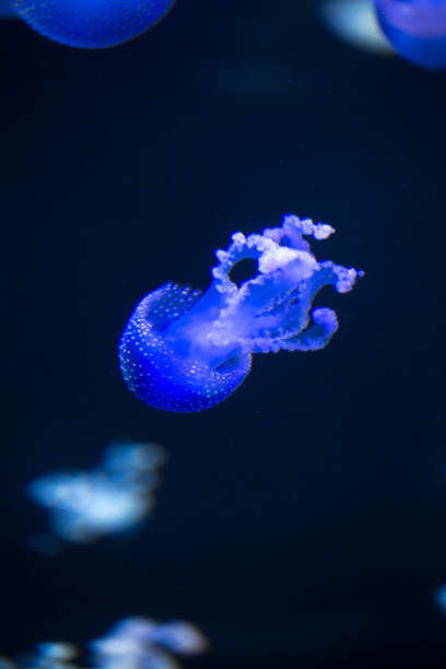 istock bright jellyfish floating in the dark sea 1032479700