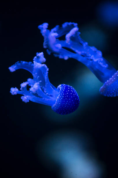istock bright jellyfish floating in the dark sea 1032479726