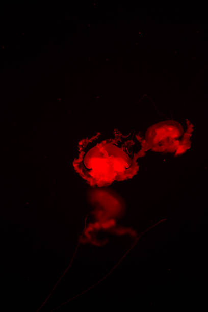 istock bright jellyfish floating in the dark sea 1032479740