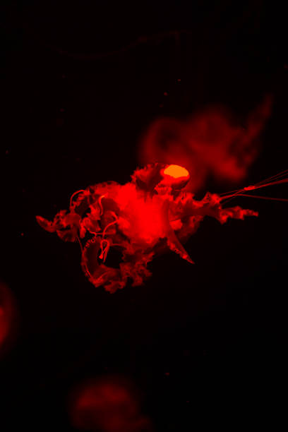 istock bright jellyfish floating in the dark sea 1032479744