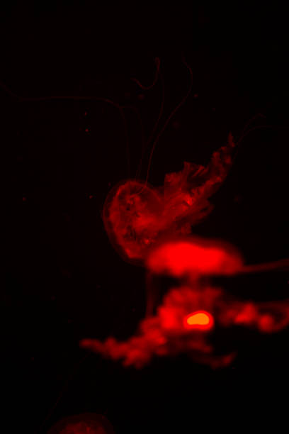 istock bright jellyfish floating in the dark sea 1032479760