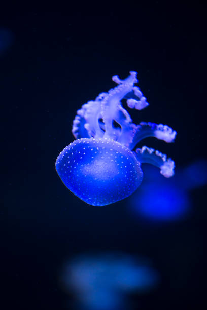istock bright jellyfish floating in the dark sea 1032479786