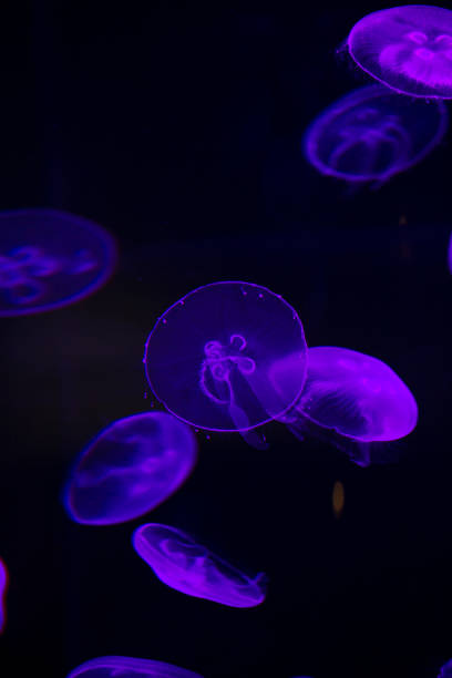 istock bright jellyfish floating in the dark sea 1032479798