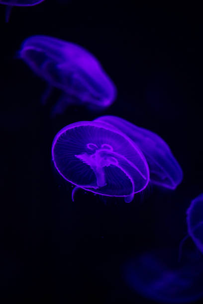 istock bright jellyfish floating in the dark sea 1032479804