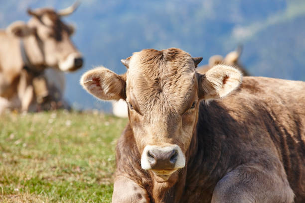 istock Cows grazing in the mountains. Livestock. Idyllic landscape. Cattle 1032479906