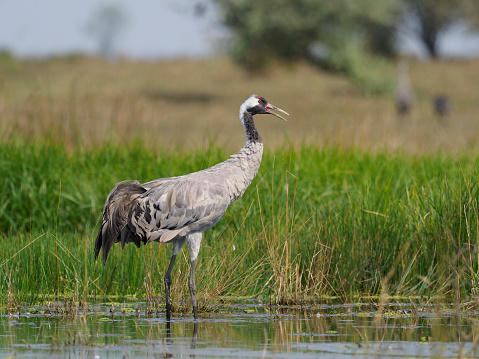 Common crane, Grus grus,  Single bird in water, Hungary, September 2018