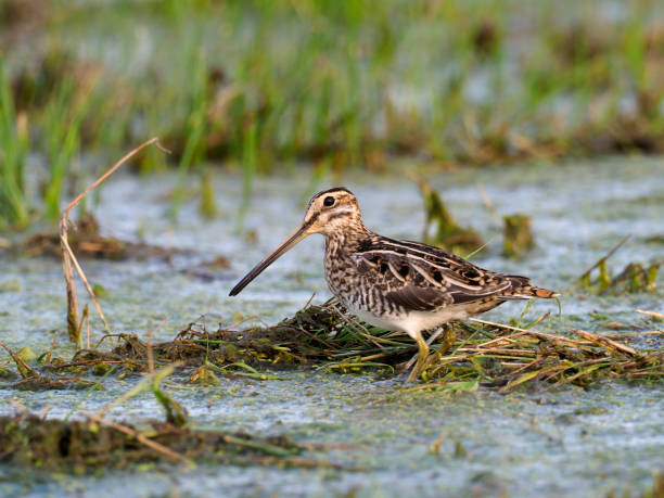 istock Common snipe, Gallinago gallinago 1032489970