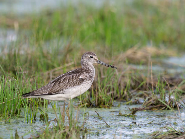 istock Greenshank, Tringa nebularia 1032492650
