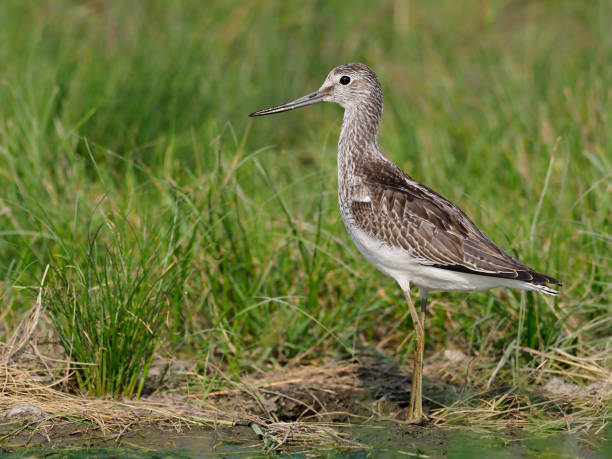 istock Greenshank, Tringa nebularia 1032492682