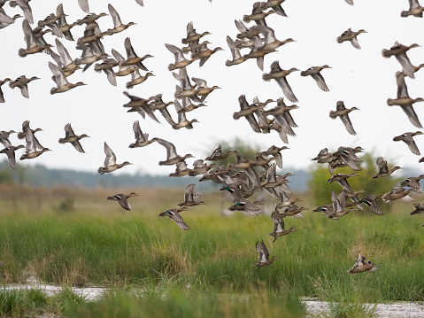 Teal, Anas crecca, Group in flight, Hungary, September 2018