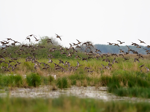 Teal, Anas crecca, Group in flight, Hungary, September 2018