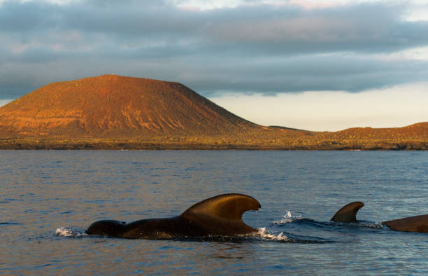 Pilot whale. Pilot whale (Globicephala macorhynchus). Tenerife, Canary Islands. globicephala macrorhynchus stock pictures, royalty-free photos & images