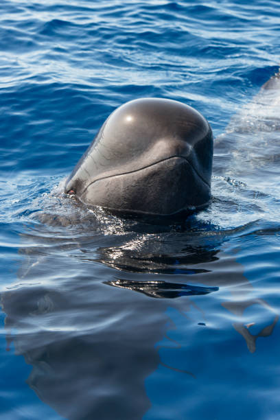Pilot whale. Pilot whale (Globicephala macorhynchus). Tenerife, Canary Islands. globicephala macrorhynchus stock pictures, royalty-free photos & images