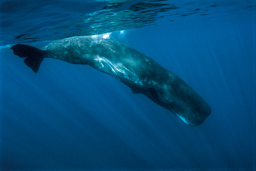 Sperm whale (Physeter macrocephalus)). Close-up of submerged adult. Tenerife, Canary Islands.