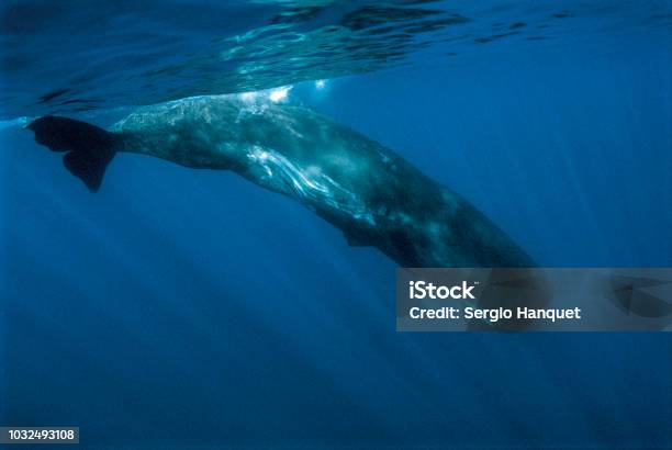 Sperm Whale Stock Photo - Download Image Now - Sperm Whale, Whale, Underwater Diving