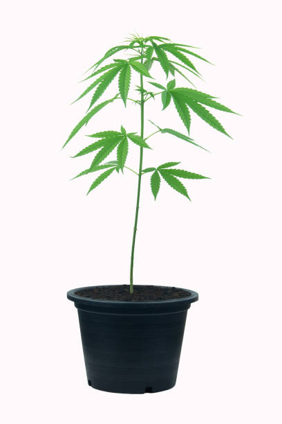 marijuana plant soil  pot on white isolate background clipping path - white indian hemp imagens e fotografias de stock