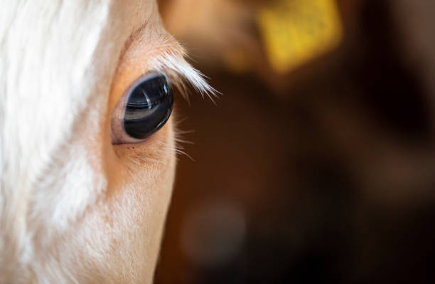 istock Close-Up of Cow Eye 1032501232