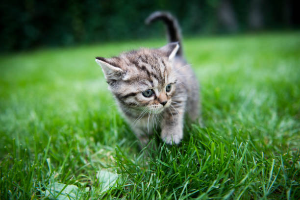 istock Curious little kitten play in the grass 1032501370