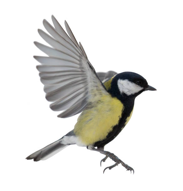 istock closeup of flying isolated great tit 1032506956