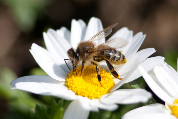 istock Daisy camomile flower. Daisy flower, Papatya 1032507616