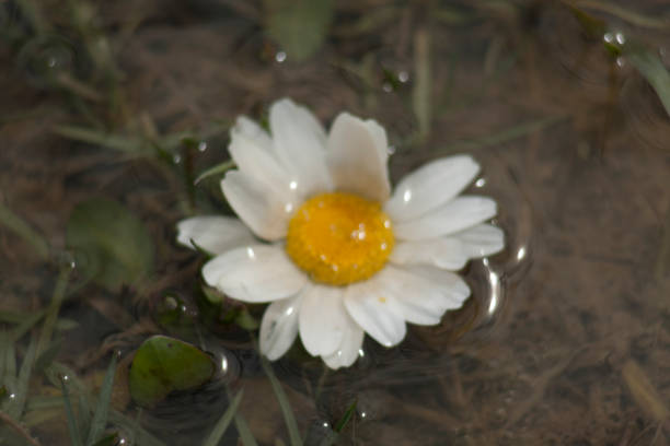 istock Daisy camomile flower. Daisy flower, Papatya 1032508092