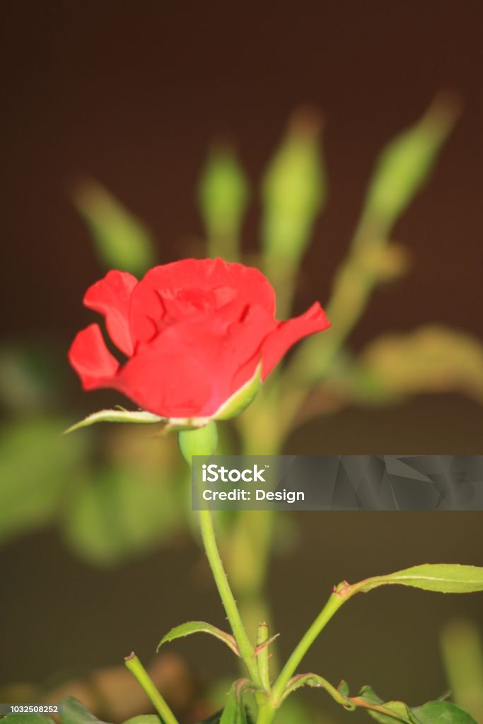 Flores Rosas Floreciendo En El Jardín De Rosas Hermosas Rosas En Jardín Foto de stock y más banco de imágenes de Aire libre - iStock Flores Rosas Floreciendo En El Jardín De Rosas Hermosas Rosas En Jardín Foto de stock y más banco de imágenes de Aire libre - iStock