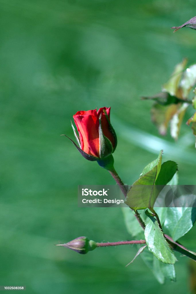 Flores Rosas Floreciendo En El Jardín De Rosas Hermosas Rosas En Jardín Foto de stock y más banco de imágenes de Aire libre - iStock Flores Rosas Floreciendo En El Jardín De Rosas Hermosas Rosas En Jardín Foto de stock y más banco de imágenes de Aire libre - iStock