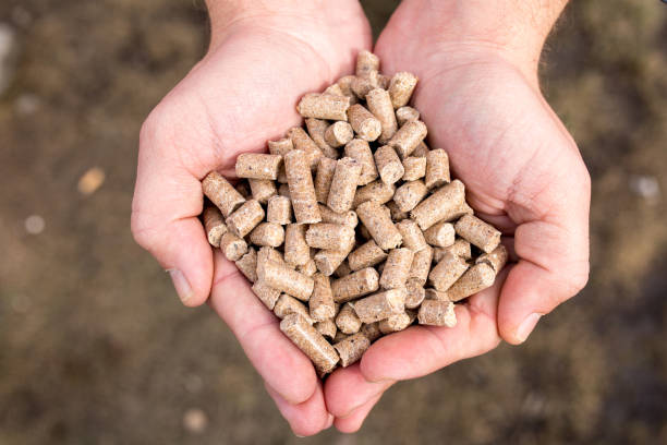 dry animal feed in the hands of a farmer - animals feeding imagens e fotografias de stock