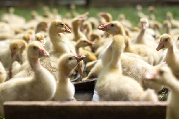 istock Little ducklings drink water on the farm 1032515012