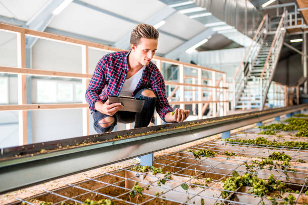 istock Young man checking a quality of a dried hops 1032518292