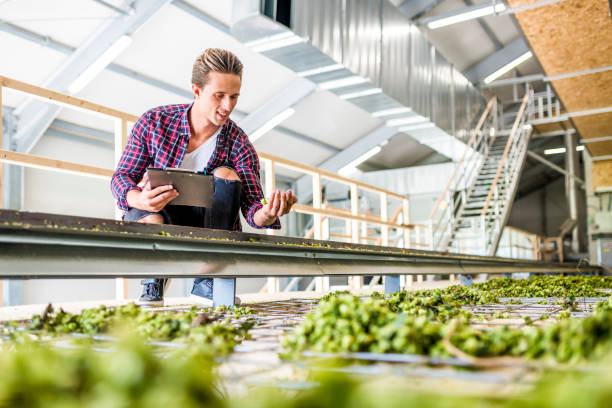 istock Young man checking a quality of a dried hops 1032518294