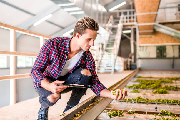istock Young man checking a quality of a dried hops 1032518296