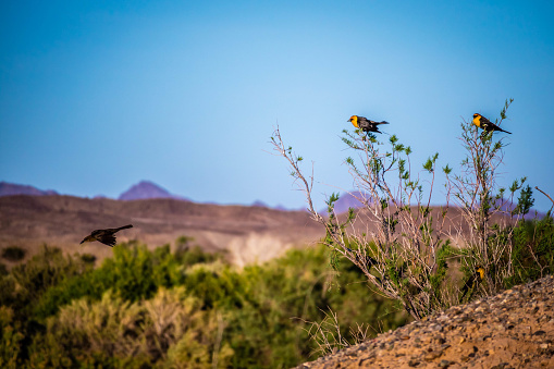 Yellow Headed Blackbirds chilling on top of a wild grass while enjoying the view of nature in Yuma