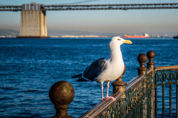 A portrait shot of European Herring Gull in San Francisco