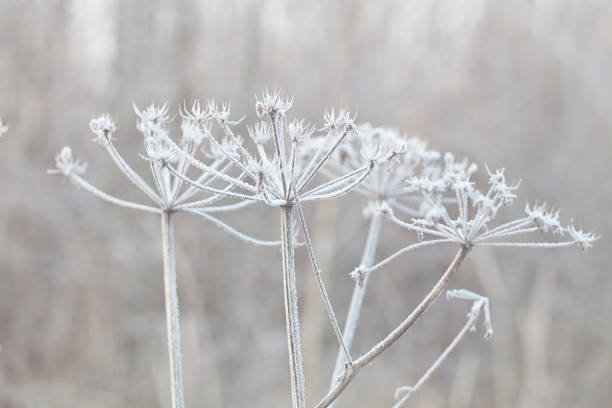 istock Delicate plant with hoarfrost 1032524602