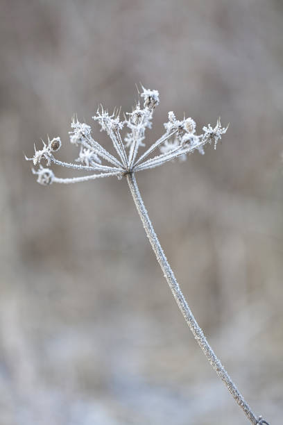istock Delicate plant with hoarfrost 1032524626