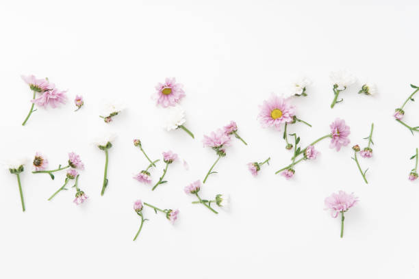 istock Floral pattern with tender pink and white flowers arranged as a flatlay on white background 1032527986