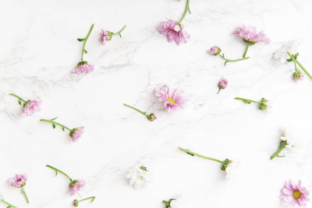 istock Floral pattern with tender pink and white flowers arranged as a flatlay on white background 1032527996