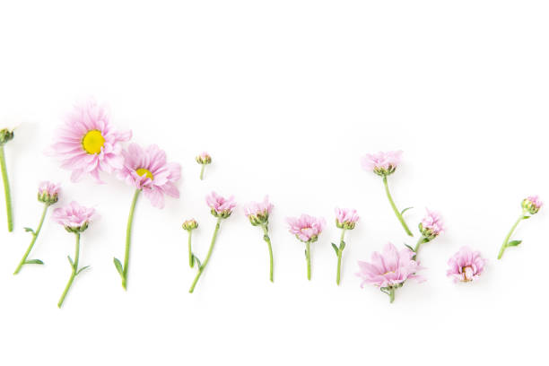 istock Flatlay with flowers and blossoms arranged on white background. Top view, copy space, botanical concept. 1032528034