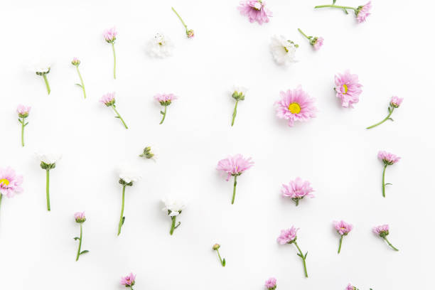 istock Floral pattern with tender pink and white flowers arranged as a flatlay on white background 1032528048