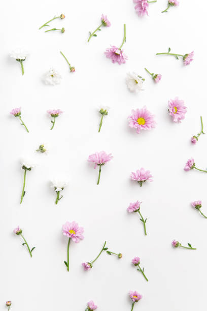 istock Floral pattern with tender pink and white flowers arranged as a flatlay on white background 1032528060