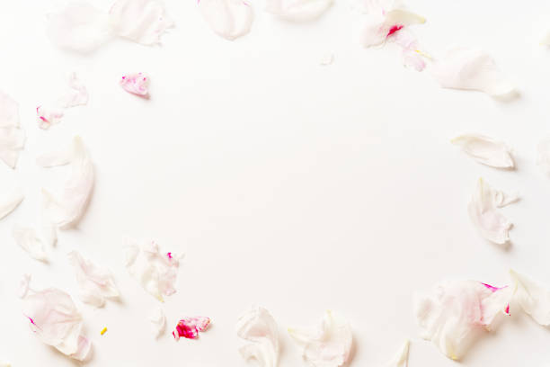 istock Pink peony petals on white background framed with copy space at the center 1032528190