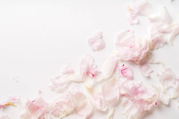 istock Pink peony petals flat lay on white background with copy space 1032528200