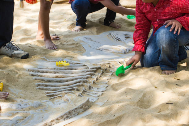 Children learning about, Excavating dinosaur fossils simulation in the park. stock photo