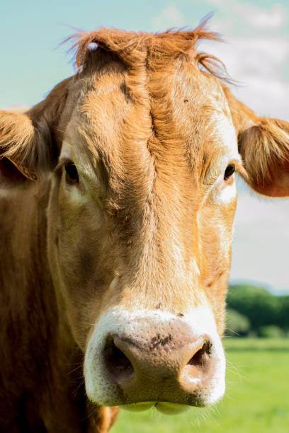 istock portrait of a red cow, close-up 1032532814